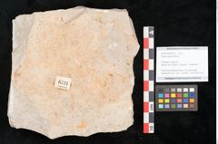 Foto (Objekt + Etikett) von Chara meriani Braun (NHMW-GEO-2024-0188-6721)